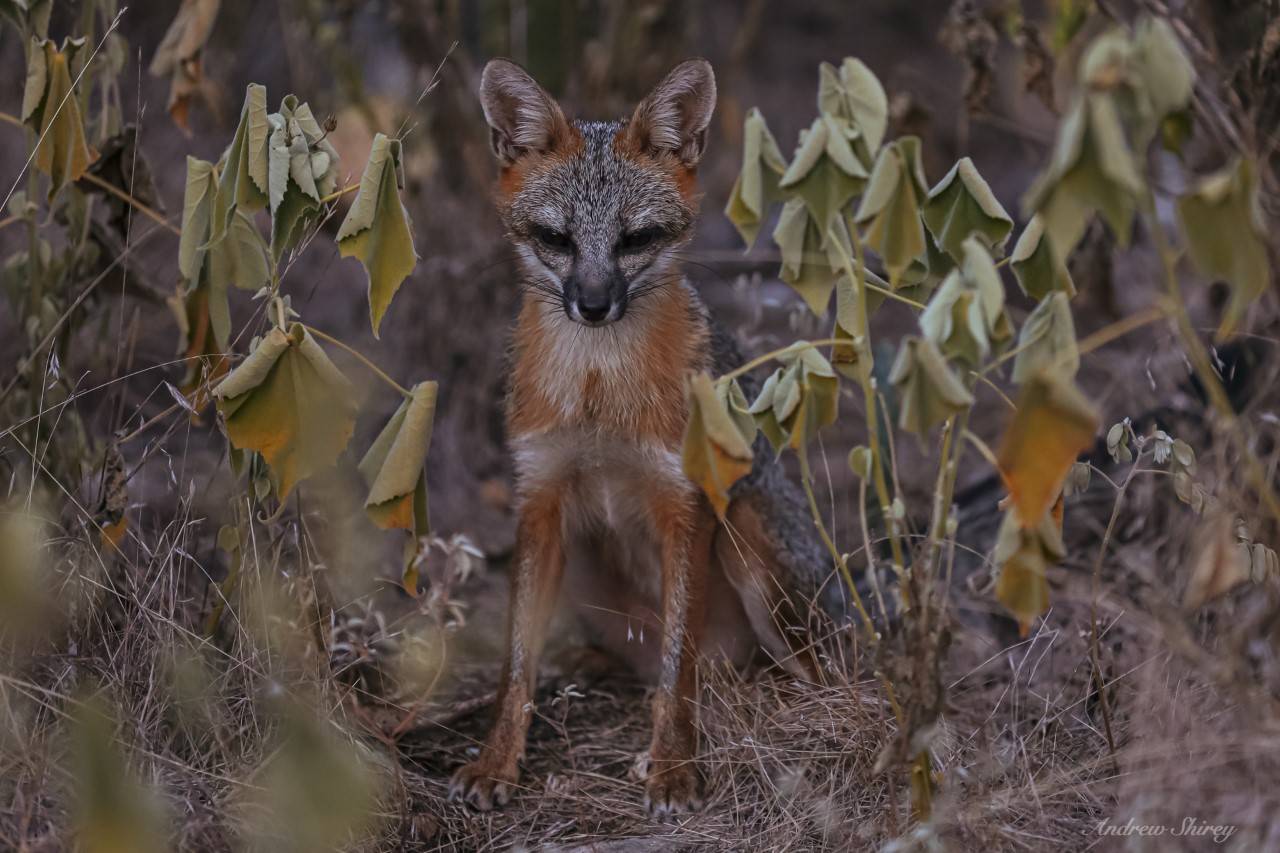 Wildlife Society Student Chapter : Department Of Biology : Texas State ...